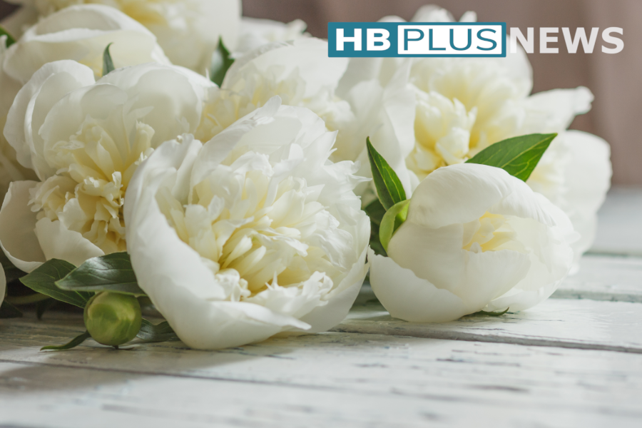 Newsletter Juni 2025